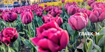 У столиці розпочався сезон тюльпанів: перелік адрес, де можна помилуватися красою