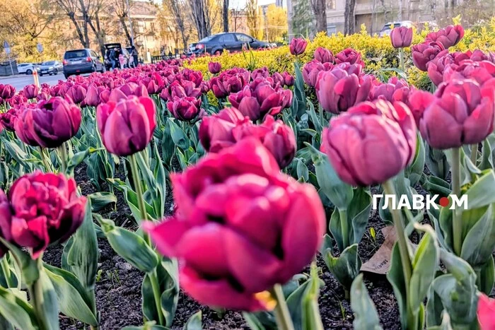 У столиці розпочався сезон тюльпанів: перелік адрес, де можна помилуватися красою