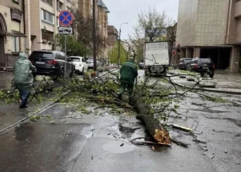 Наслідки буревію у Києві: комунальники назвали кількість повалених дерев (фото)