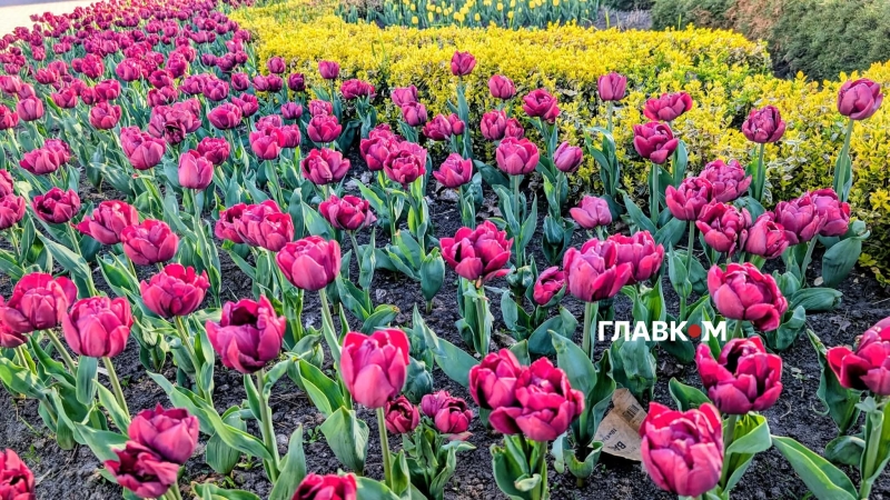 У столиці розпочався сезон тюльпанів: перелік адрес, де можна помилуватися красою