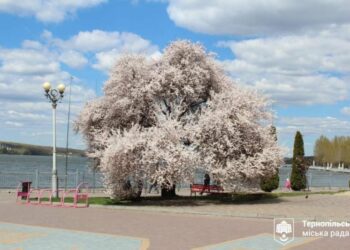 Ідеальний час для прогулянки: у Тернополі розквітла слива Пісарді (ФОТО)