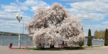 Ідеальний час для прогулянки: у Тернополі розквітла слива Пісарді (ФОТО)