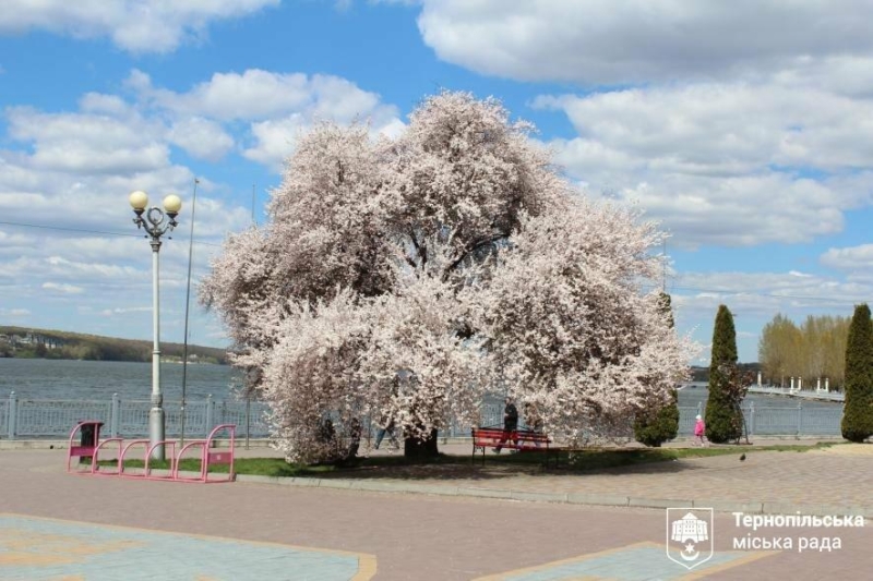 Ідеальний час для прогулянки: у Тернополі розквітла слива Пісарді (ФОТО)