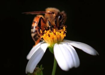 Вчені довели, що бджоли вміють рахувати