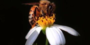 Вчені довели, що бджоли вміють рахувати