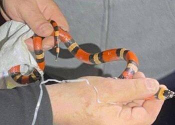 Королівська змія сховалась у пральній машині в одній з багатоповерхівок Харкова