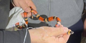 Королівська змія сховалась у пральній машині в одній з багатоповерхівок Харкова