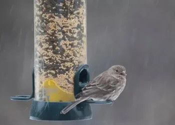 Прохолода, дощи и заморозки: прогноз погоды на 21 квітня