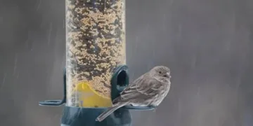 Прохолода, дощи и заморозки: прогноз погоды на 21 квітня