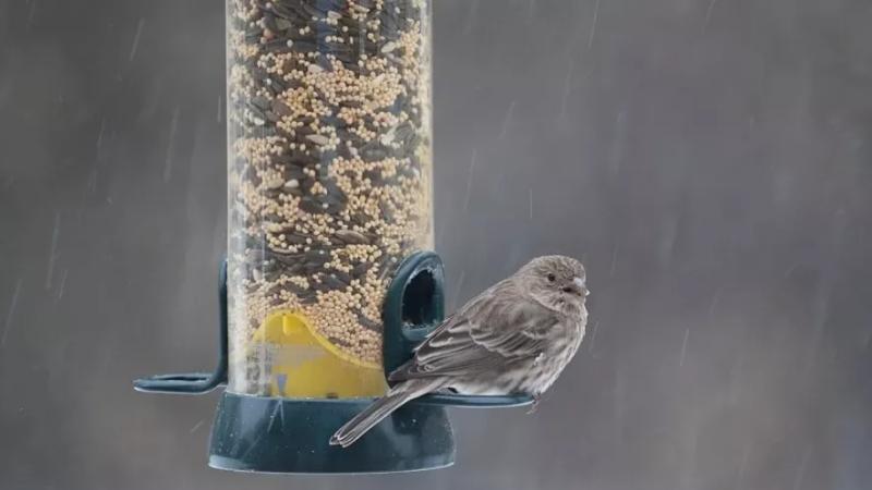 Прохолода, дощи и заморозки: прогноз погоды на 21 квітня