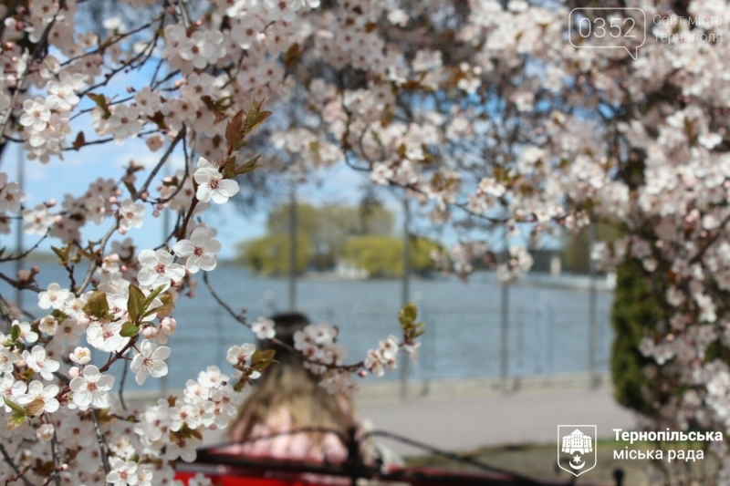 Ідеальний час для прогулянки: у Тернополі розквітла слива Пісарді (ФОТО)