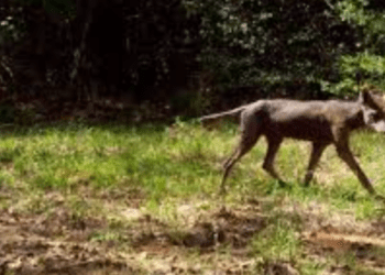 На Прикарпатті помітили невідому істоту, яку місцеві називають “чупакаброю” (ВІДЕО)