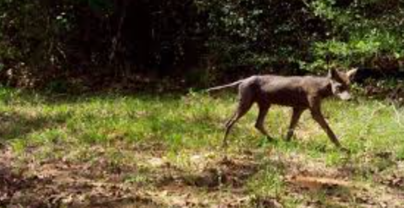 На Прикарпатті помітили невідому істоту, яку місцеві називають &ldquo;чупакаброю&rdquo; (ВІДЕО)