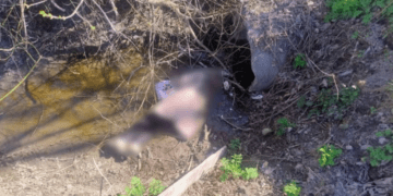 Трагедія на Тернопільщині: поліція розслідує смерть 72-річної жінки