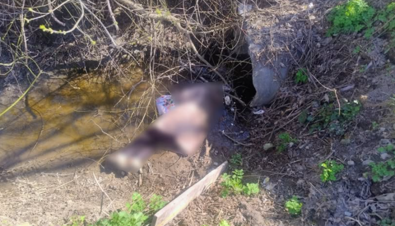 Трагедія на Тернопільщині: поліція розслідує смерть 72-річної жінки