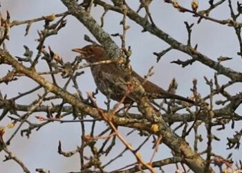 У Чорнобильському заповіднику зафіксували рідкісного птаха
