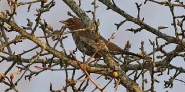 У Чорнобильському заповіднику зафіксували рідкісного птаха