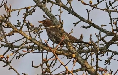 У Чорнобильському заповіднику зафіксували рідкісного птаха