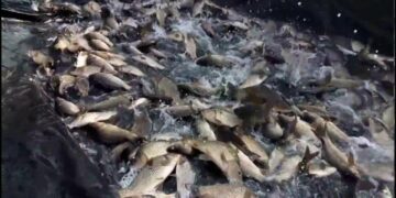 У Запорізькій області розпочалися сезонні обмеження на риболовлю