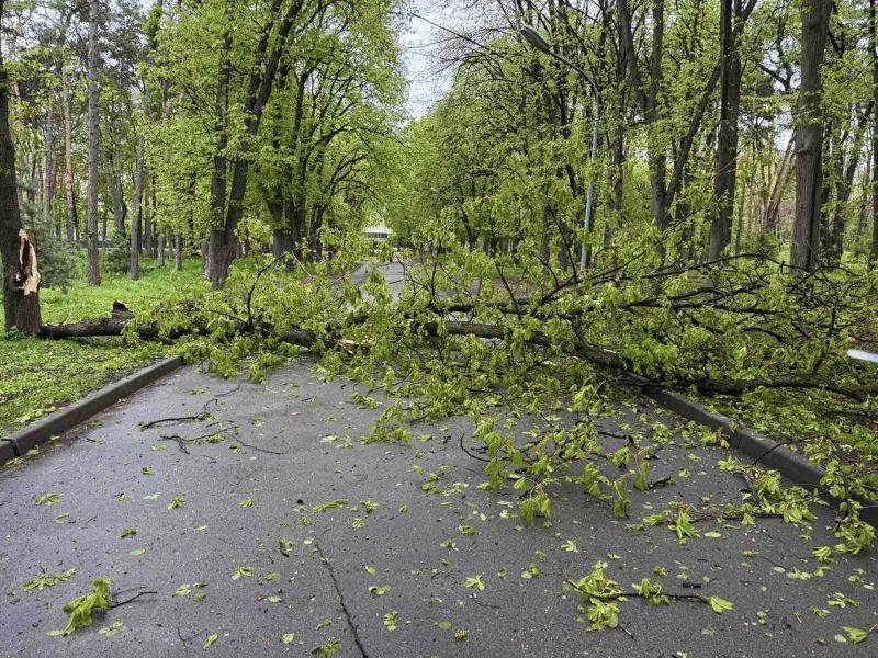 Наслідки буревію у Києві: комунальники назвали кількість повалених дерев (фото)