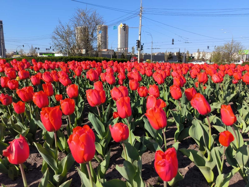 У столиці розпочався сезон тюльпанів: перелік адрес, де можна помилуватися красою