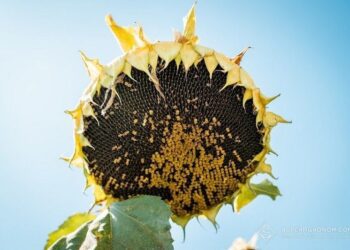 Яка причина, що скоротилися площі під зерновими? А що вихочете, якщо прибутковість  соняшника 48%, а пшениці лише 26%
