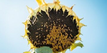 Яка причина, що скоротилися площі під зерновими? А що вихочете, якщо прибутковість  соняшника 48%, а пшениці лише 26%