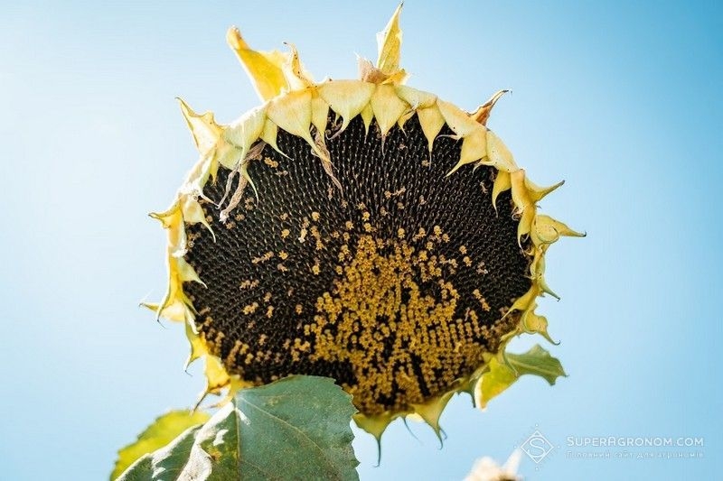 Яка причина, що скоротилися площі під зерновими? А що вихочете, якщо прибутковість  соняшника 48%, а пшениці лише 26%