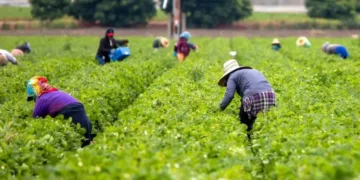 Мине ще трохи часу і іноземні наймані працівники стануть звичним явищем в степах України