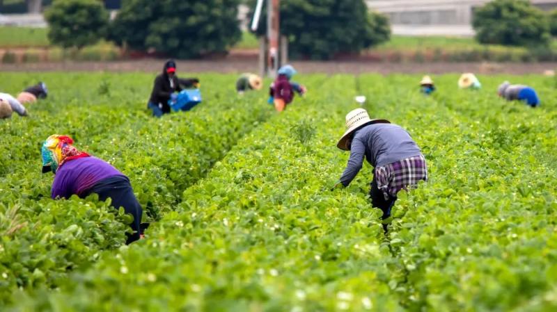 Мине ще трохи часу і іноземні наймані працівники стануть звичним явищем в степах України