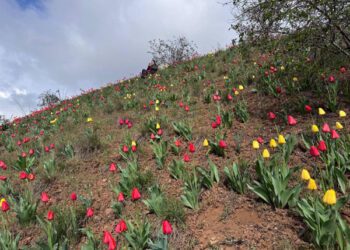 На Дніпропетровщині схил промислового відвалу захопили тюльпани