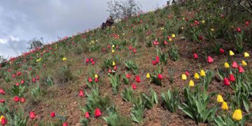 На Дніпропетровщині схил промислового відвалу захопили тюльпани