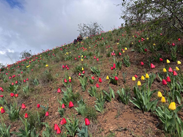 На Дніпропетровщині схил промислового відвалу захопили тюльпани