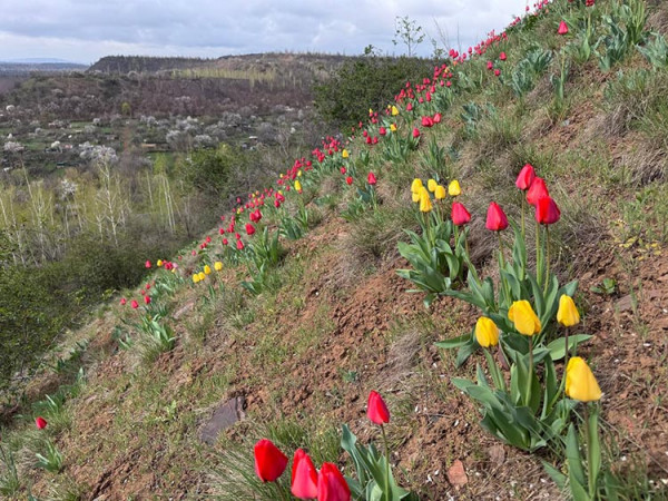 На Дніпропетровщині схил промислового відвалу захопили тюльпани