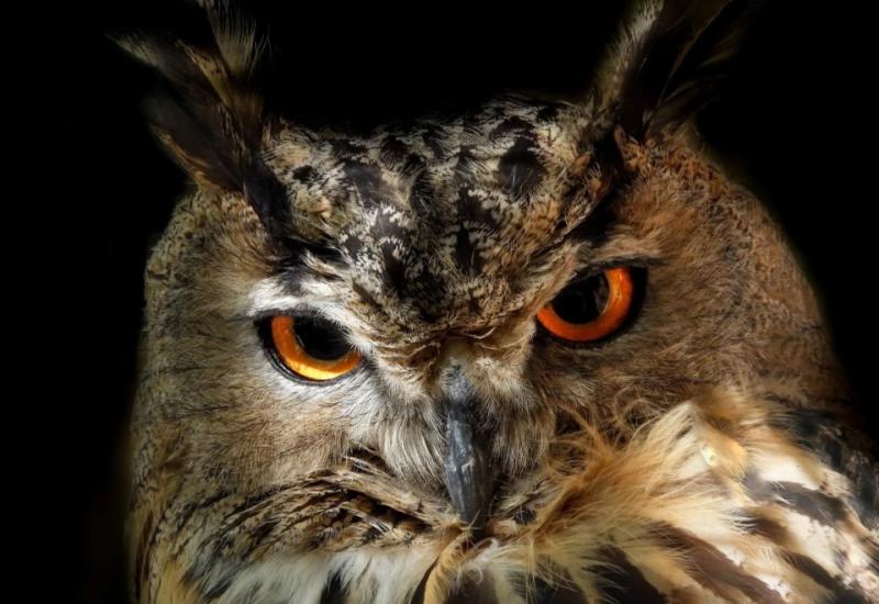 Найекзотичніші птахи України: від рожевих фламінго до нічних мисливців степу