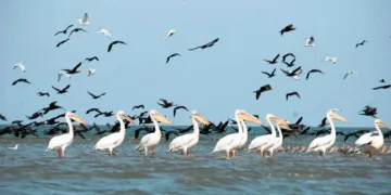 Найекзотичніші птахи України: від рожевих фламінго до нічних мисливців степу