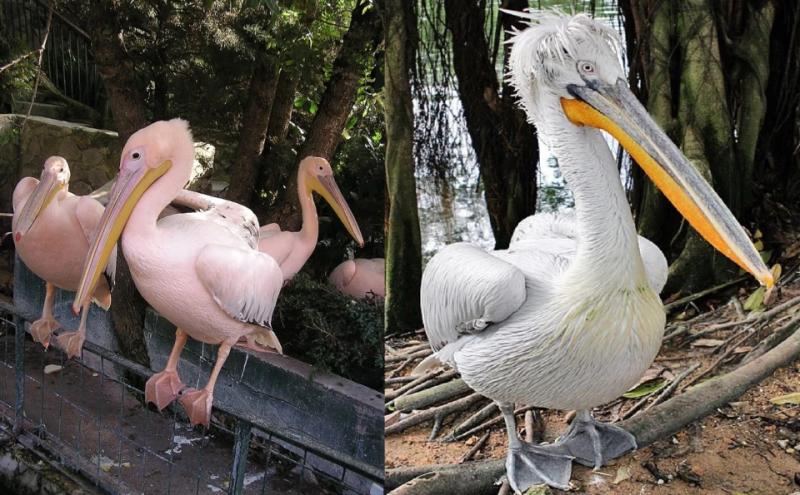 Найекзотичніші птахи України: від рожевих фламінго до нічних мисливців степу