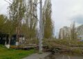 У Миколаєві ліквідовують наслідки негоди: у місті повалено дерева, – ФОТО