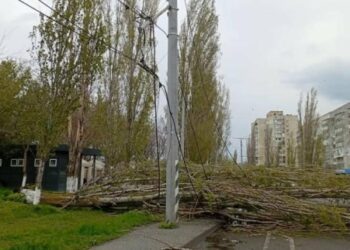 У Миколаєві ліквідовують наслідки негоди: у місті повалено дерева, – ФОТО
