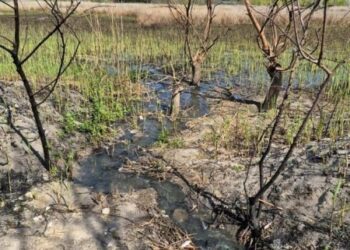 У миколаївському парку «Ліски» зафіксували витік із колодязів: перевіряють можливе забруднення, – ФОТО