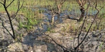 У миколаївському парку «Ліски» зафіксували витік із колодязів: перевіряють можливе забруднення, – ФОТО