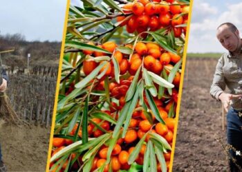 ;У Тернопільсьій області кооператив»Файна поляна» закдав 20 га обліпихи, щоб забезпечити…  конвеєр зайнятості