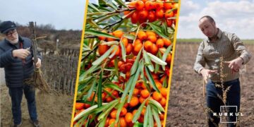 ;У Тернопільсьій області кооператив»Файна поляна» закдав 20 га обліпихи, щоб забезпечити…  конвеєр зайнятості