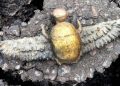 Єгипетський скарабей знайшли в Іспанії: археологи не можуть це пояснити