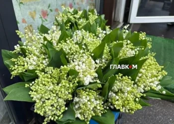 У День матері червонокнижну конвалію браконьєри продають за неймовірні гроші (фото)