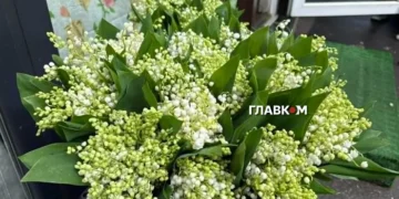 У День матері червонокнижну конвалію браконьєри продають за неймовірні гроші (фото)