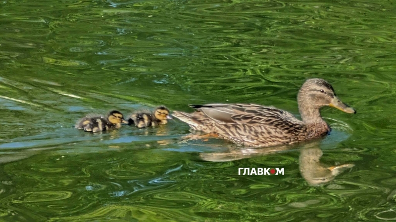 У Києві відкрито пляжний сезон, люди масово ринулись до водойм (фоторепортаж)