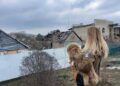 302 тварини вже в безпеці: проєкт «Купуй – рятуй» продовжили до 27 травня