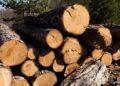 Попит на дрова в Україні досяг рекордного рівня