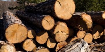 Попит на дрова в Україні досяг рекордного рівня